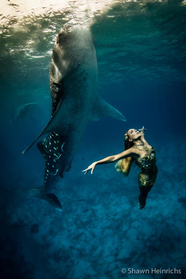 Hannah performing with Whale sharks in 'Tears of A Mermaid' documentary