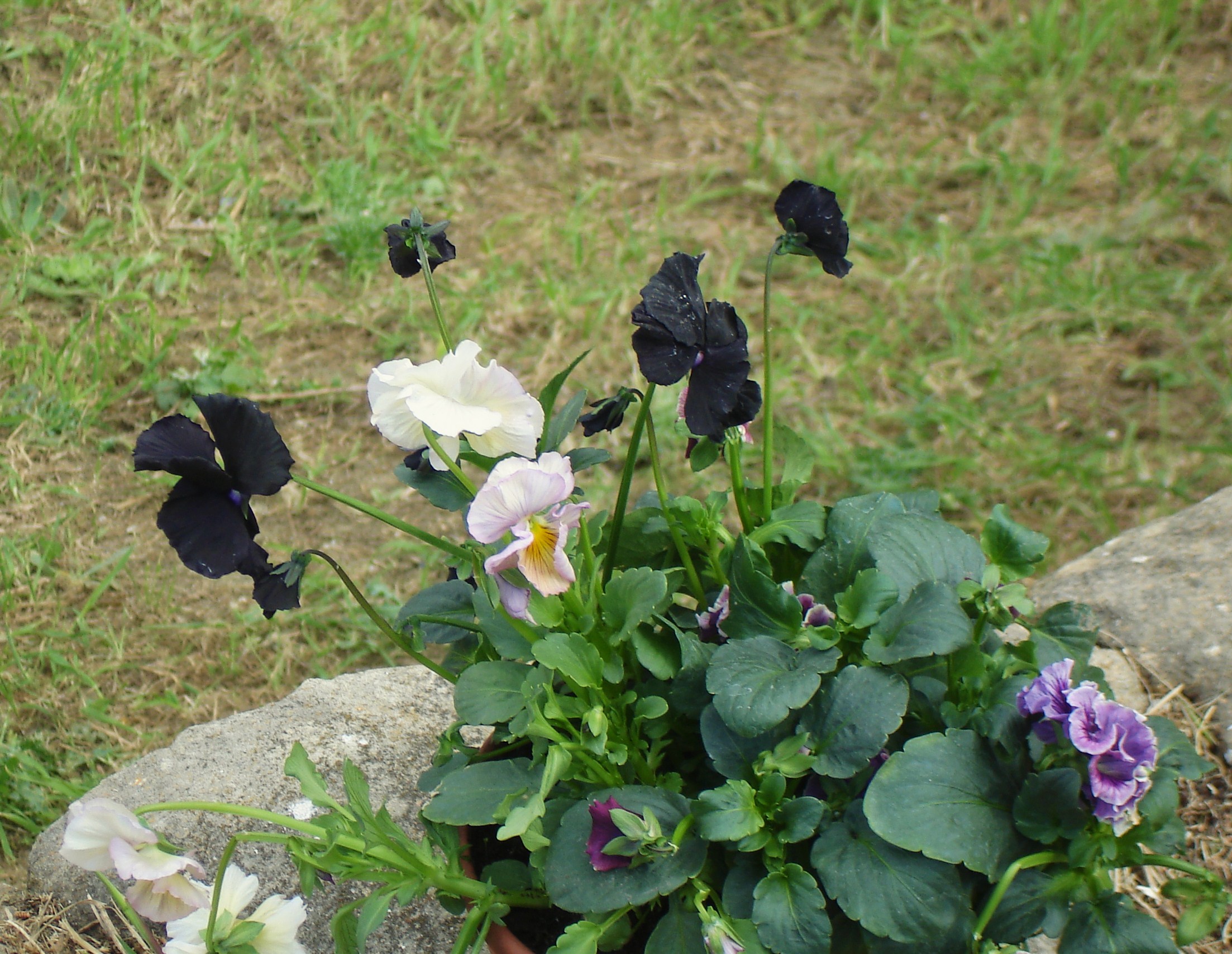 A SICILIAN ODYSSEY finds black pansies in Corleone, Siicly on Holy Friday...