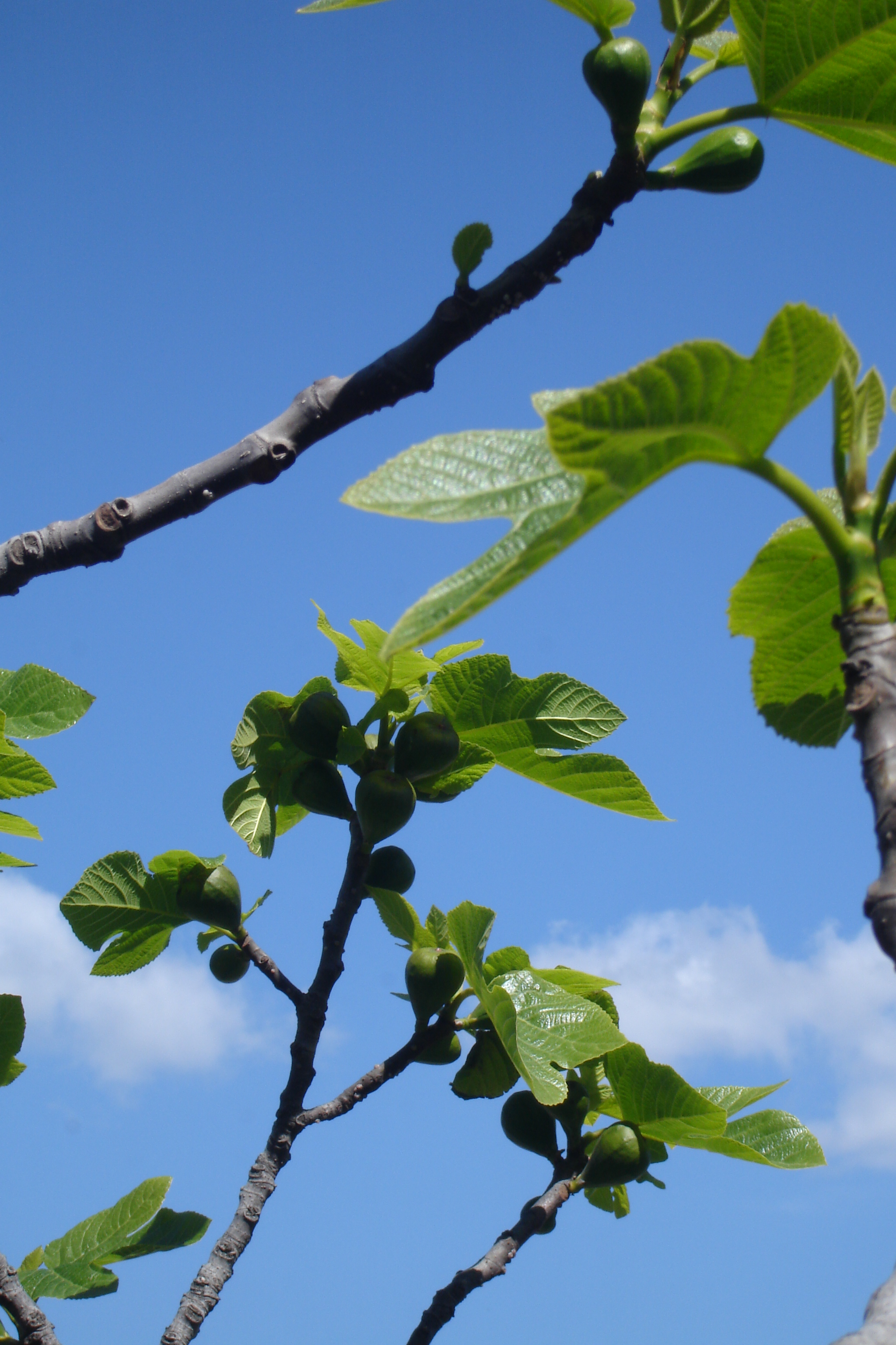 The fabulous budding figs in Melilli, Sicily, featured in A SICILIAN ODYSSEY