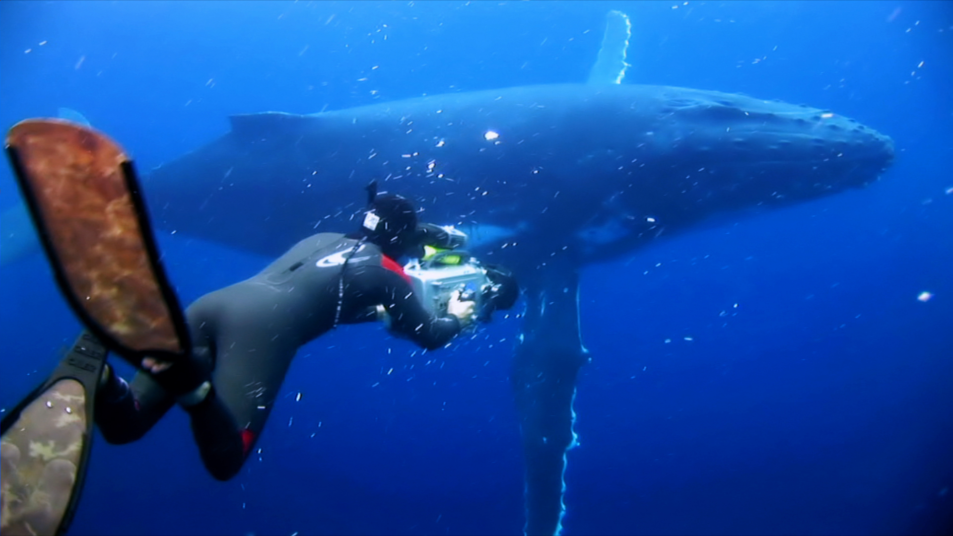 Rob Stewart filming humpback whale, Tonga