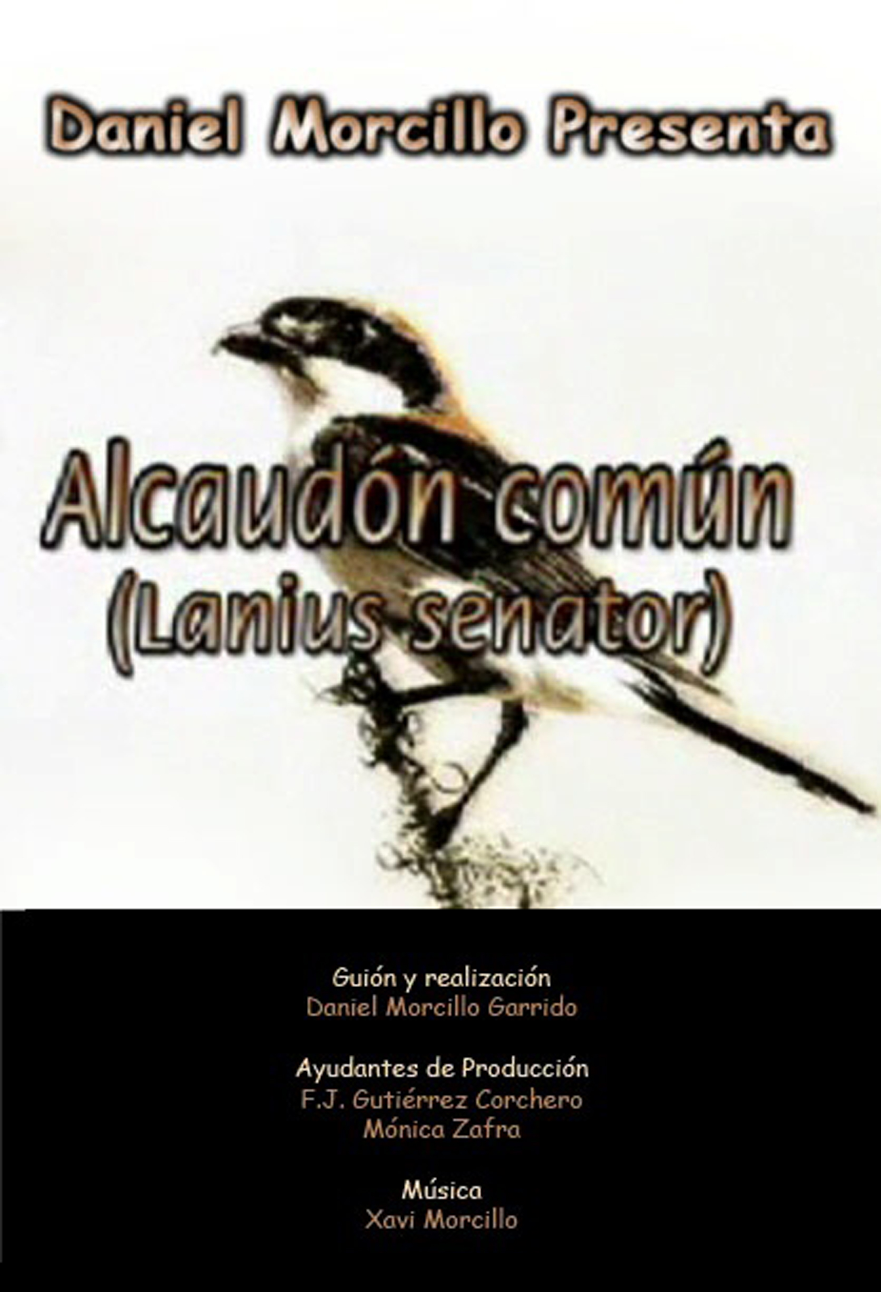 Alcaudón común (Lanius senator)