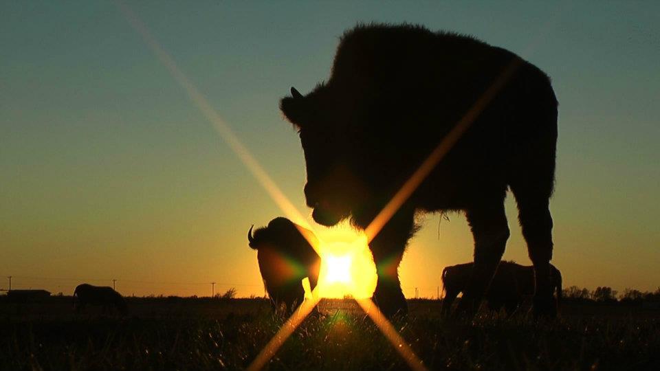 Sunset with Wakinyah Pejuta Mahpiya, Sacred White Buffalo Lightning Medicine Cloud at Lakota Ranch in Greenville, TX. December 1, 2011. http://www.imdb.com/title/tt2203800/combined