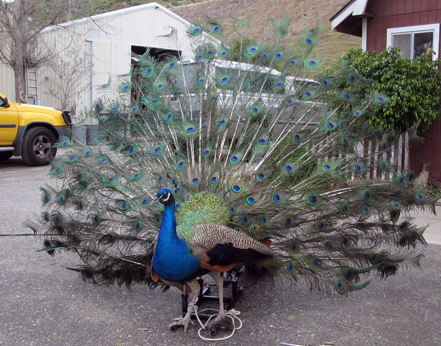 Peacock tail. Cable operated. Phils Animal Rentals.