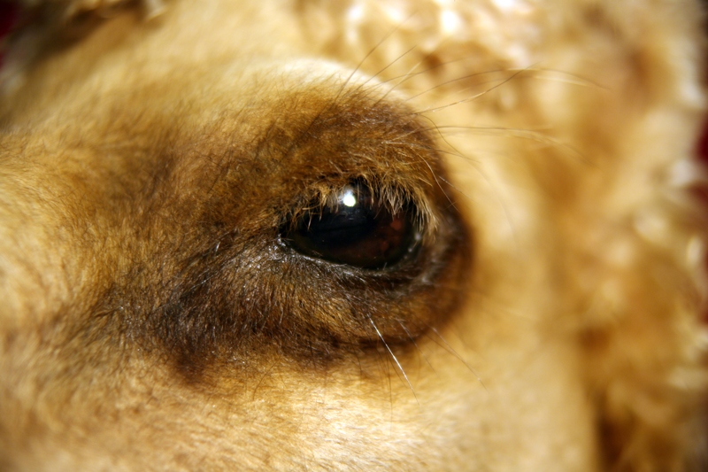 BESS the camel, eye detail.