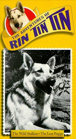 Rin Tin Tin II in The Adventures of Rin Tin Tin (1954)