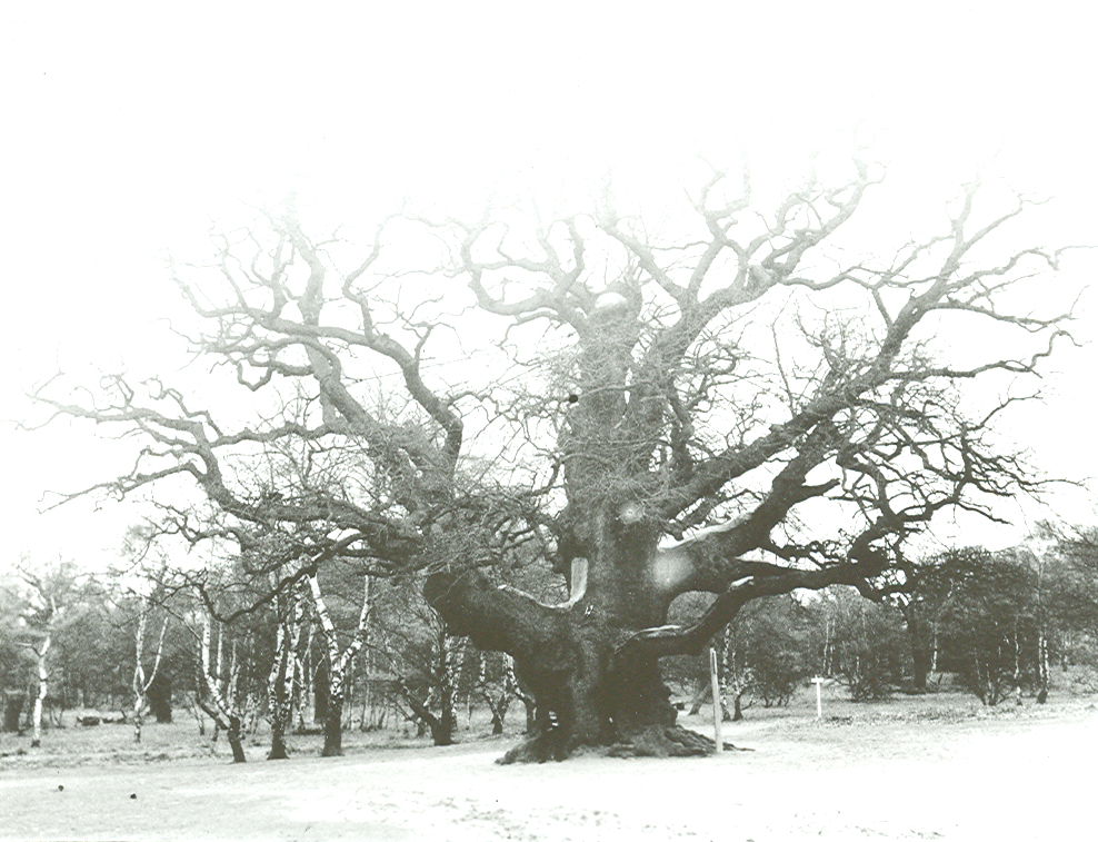 Robert Loxley is photographed with the Major Oak Tree. The tree is England's most famous tree as it is associated with the Legends of Robin Hood
