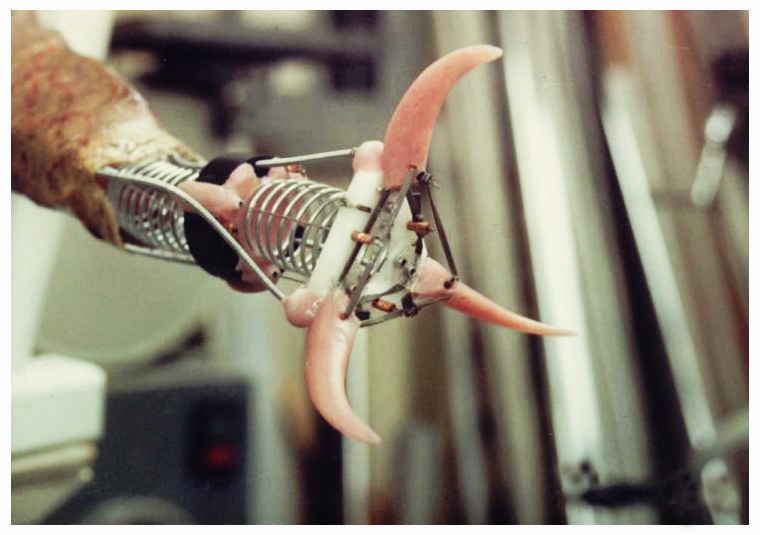 Something is Out There (1988) Rick Baker Studio. Claw mechanism for tentacle tip. 3 weeks in Sydney, Australia. 2 hour train ride (through jungle) to and from Bob McCarron's Mt. Cola studio.