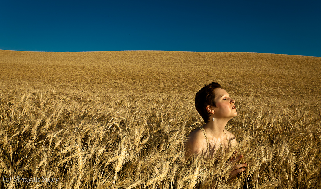 Eastern Washington Wheat Fields