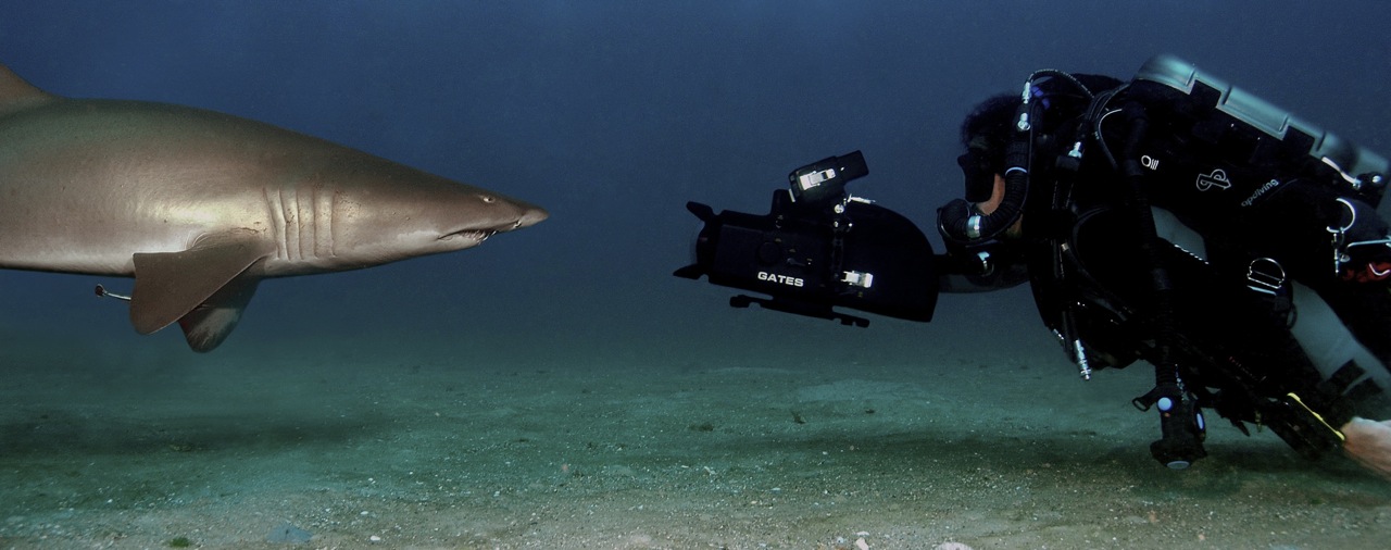 Nose to nose with a Sand Tiger Shark in the OBX