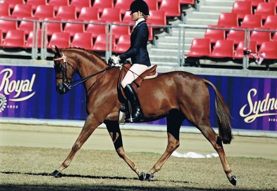 Hannah Griffith in horse riding competition