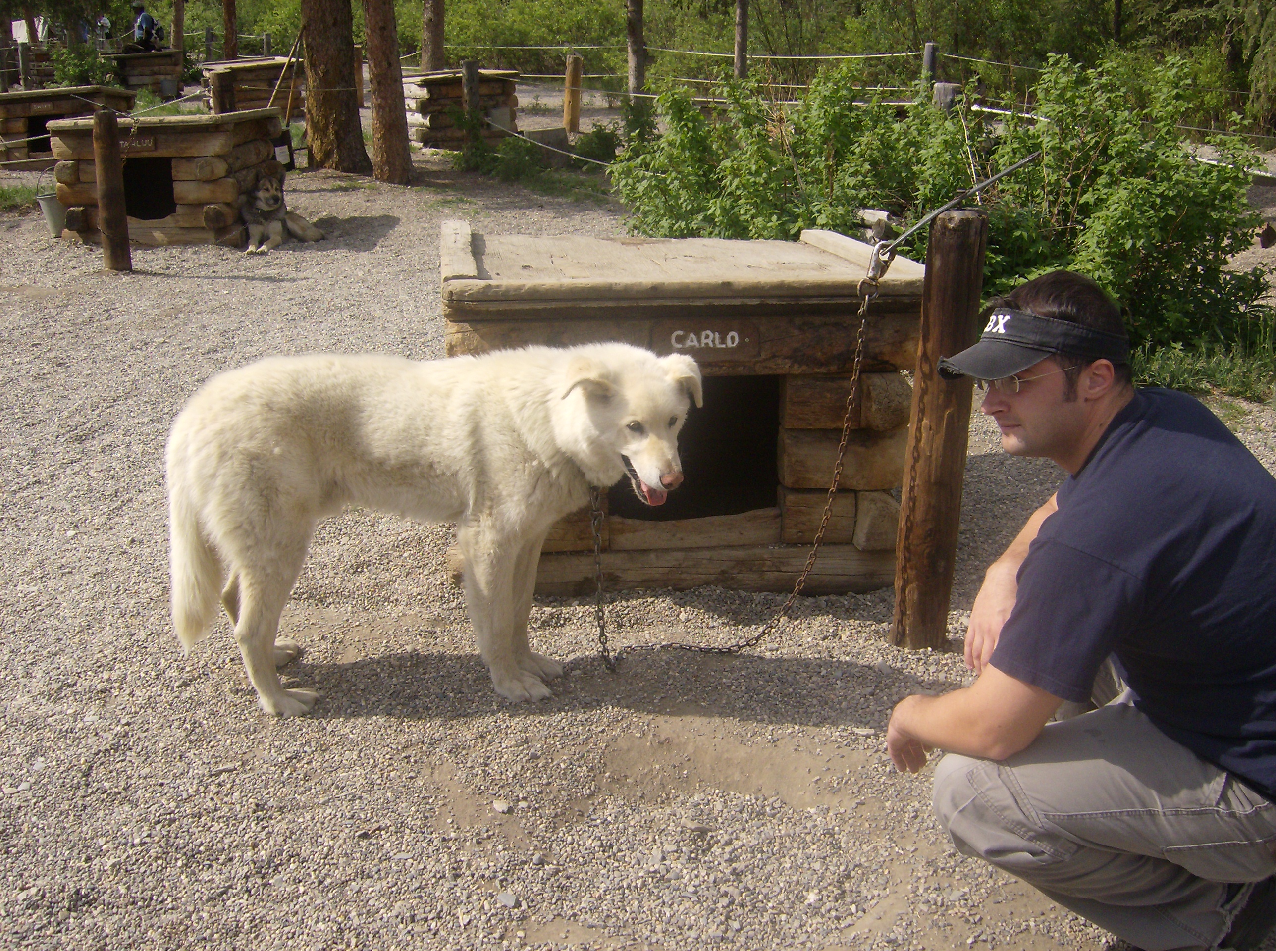 Paying my respects to the sled dogs in Alaska.
