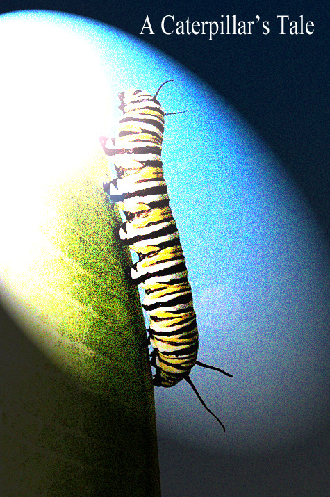 A curious caterpillar ventures up the 