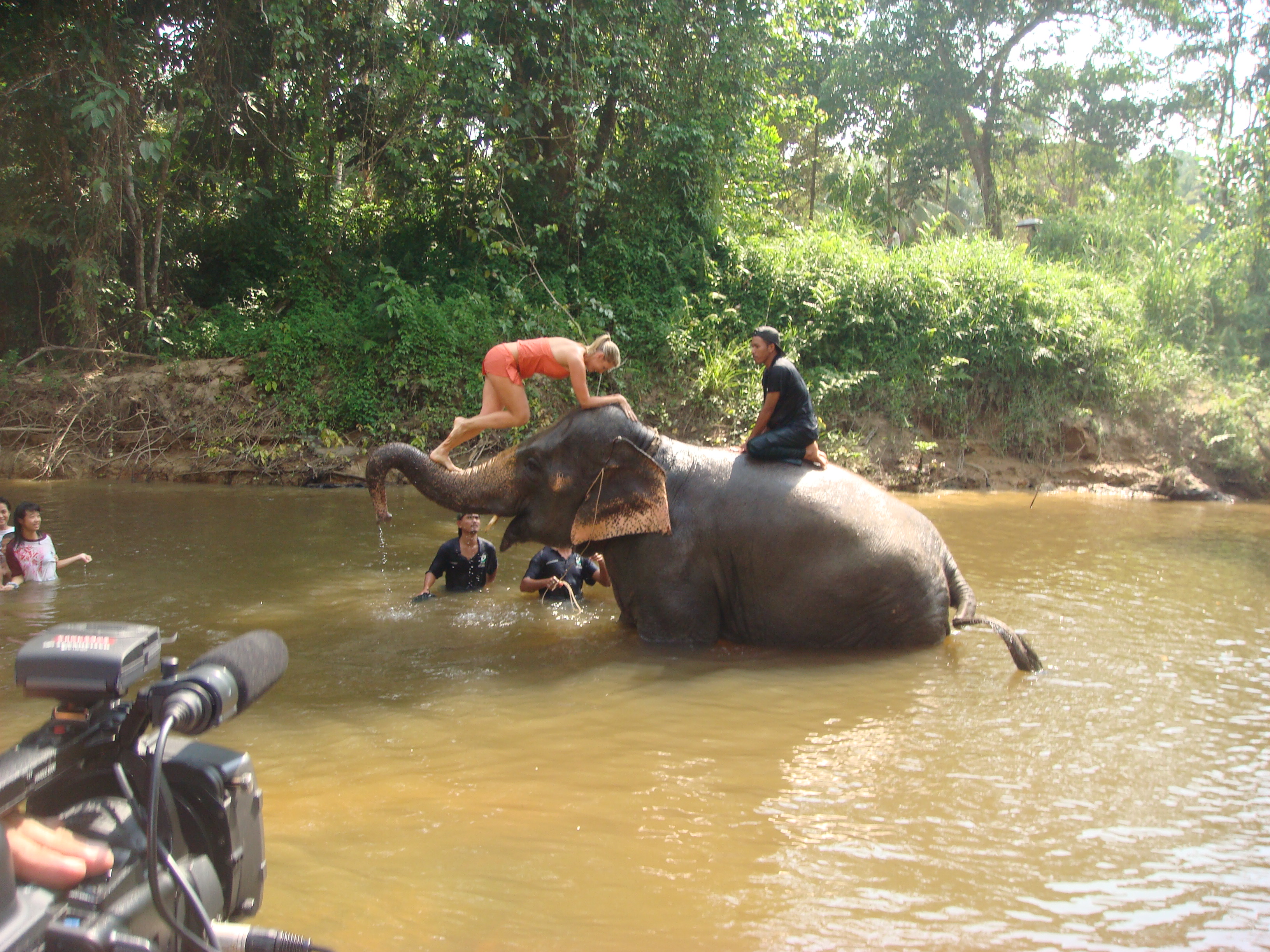 Swimming with elephants in Malaysia