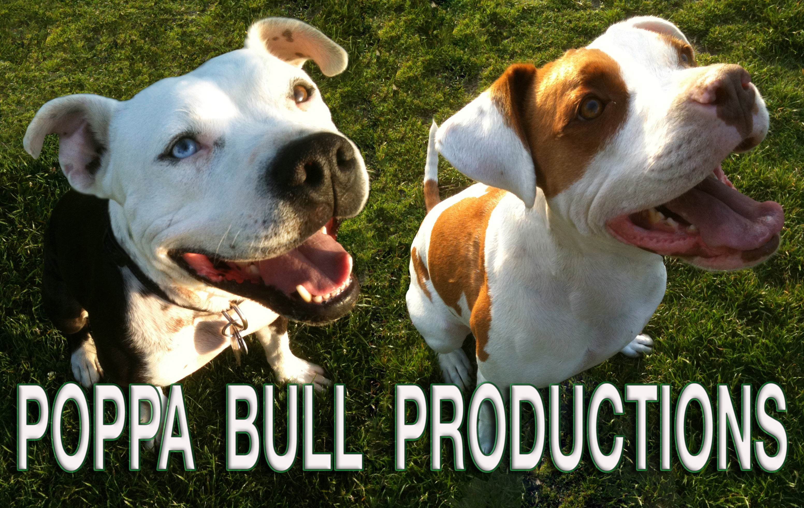 Poppa Bull Productions
