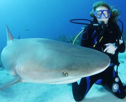 Caribbean Reef Shark via Stuart Cove Dive Bahamas