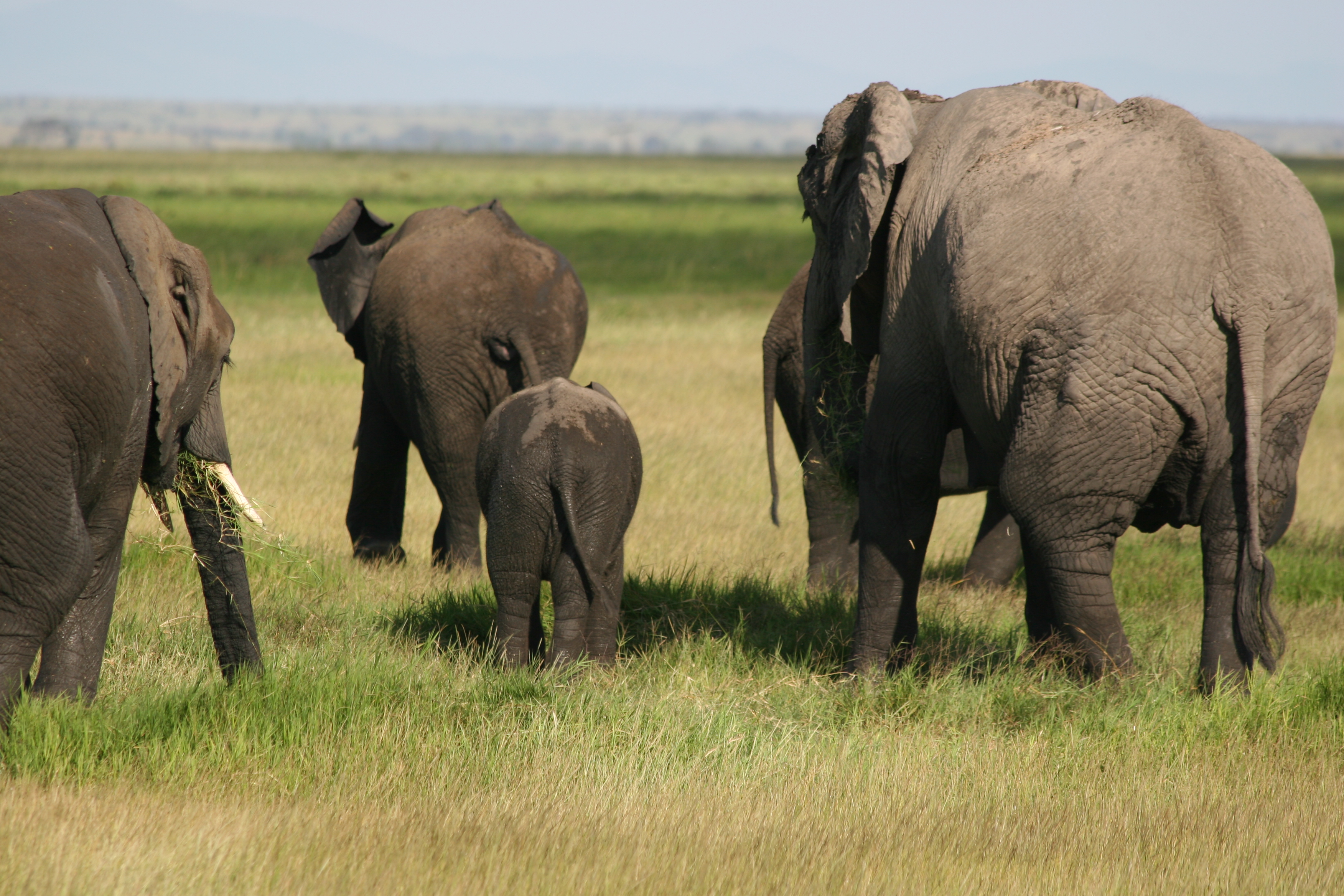 Game Over: Conservation in Kenya