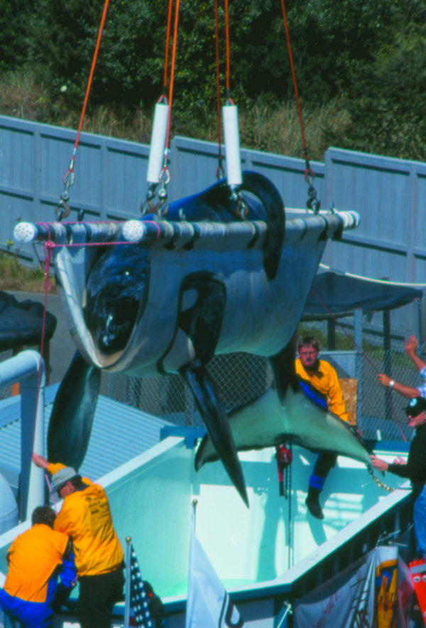 Making it possible, Reino Aventura  which had originally paid $350,000 for Keiko  donated the whale to the newly founded Free Willy-Keiko Foundation, formed by the Earth Island Institute. At the same time, the Oregon Coast Aquarium agreed to build a new state-of-the-art facility to serve as a way station of sorts to allow Keiko to regain his health before returning to the wild. When the new tank was completed, Keiko was airlifted in January 1996 to his new home in Oregon in a plane donated by United Parcel Service (UPS).