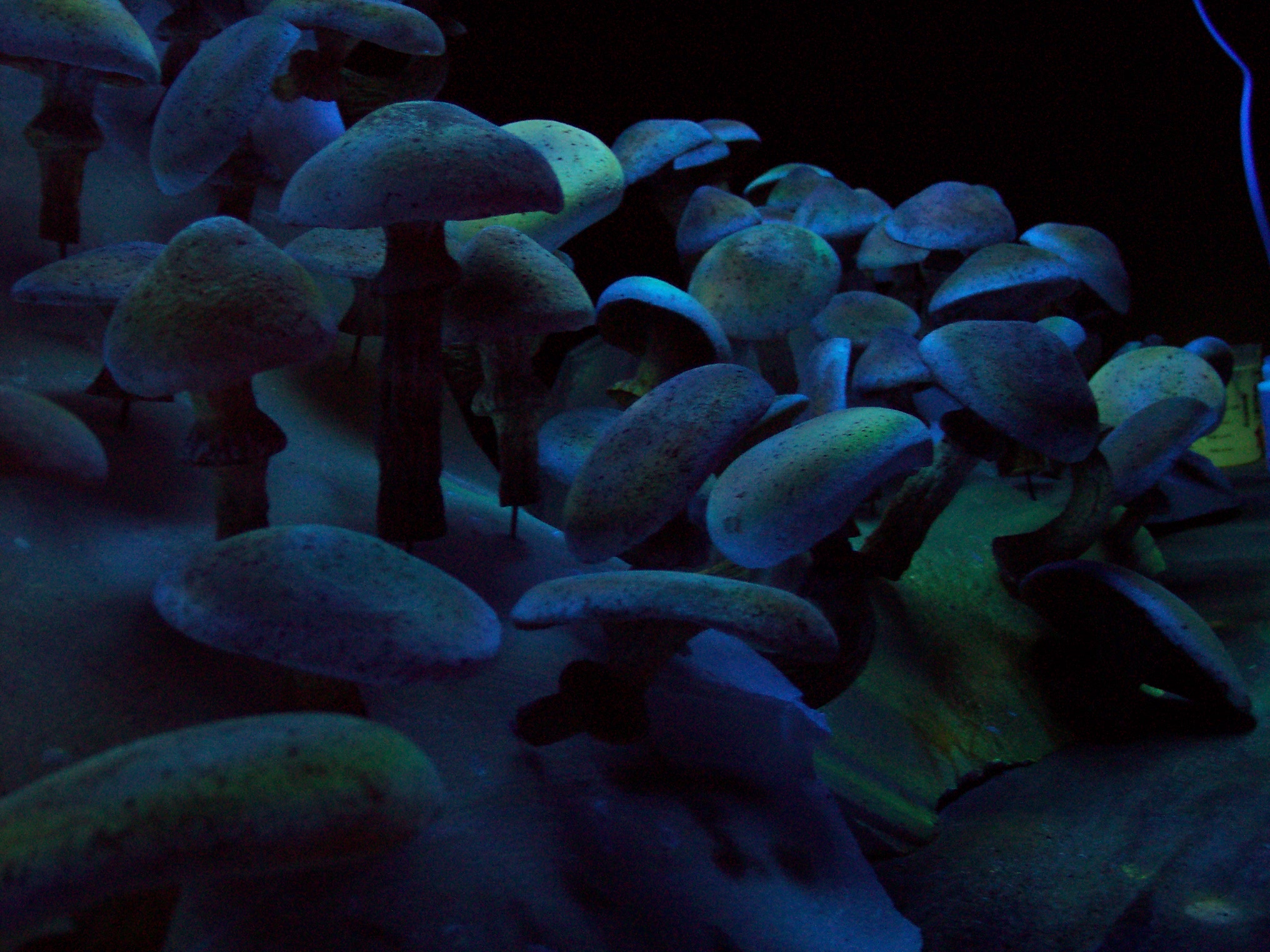 airbrushed blacklight mushrooms for 
