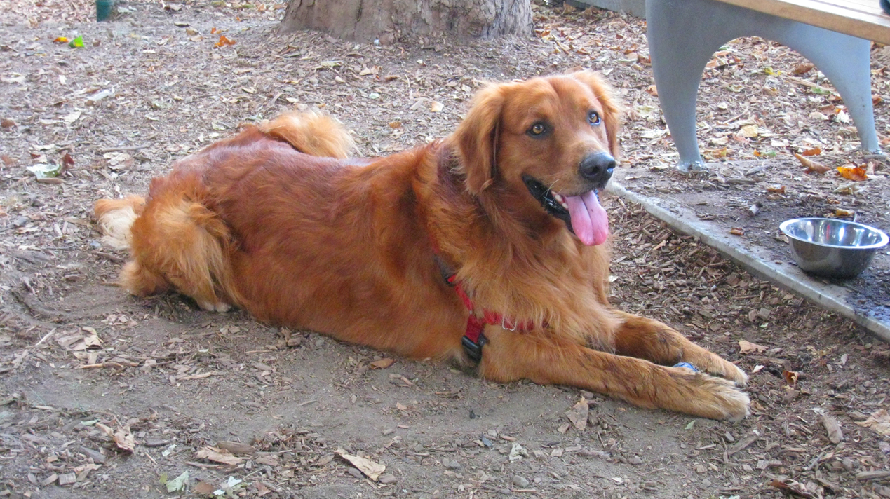 My golden retriever, Pan. Pan is also an actor, having premiered on HBO's Flight of the Conchords at a dog party. He really enjoyed it!