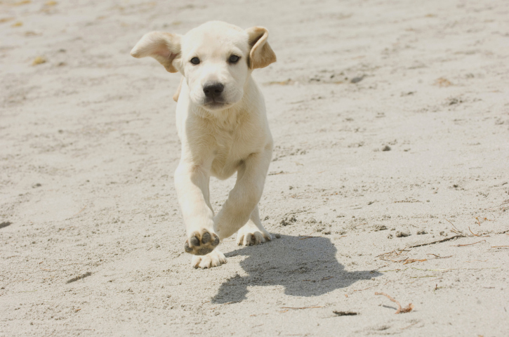 Still of Jonah in Marley & Me (2008)