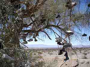 Shoe Tree California