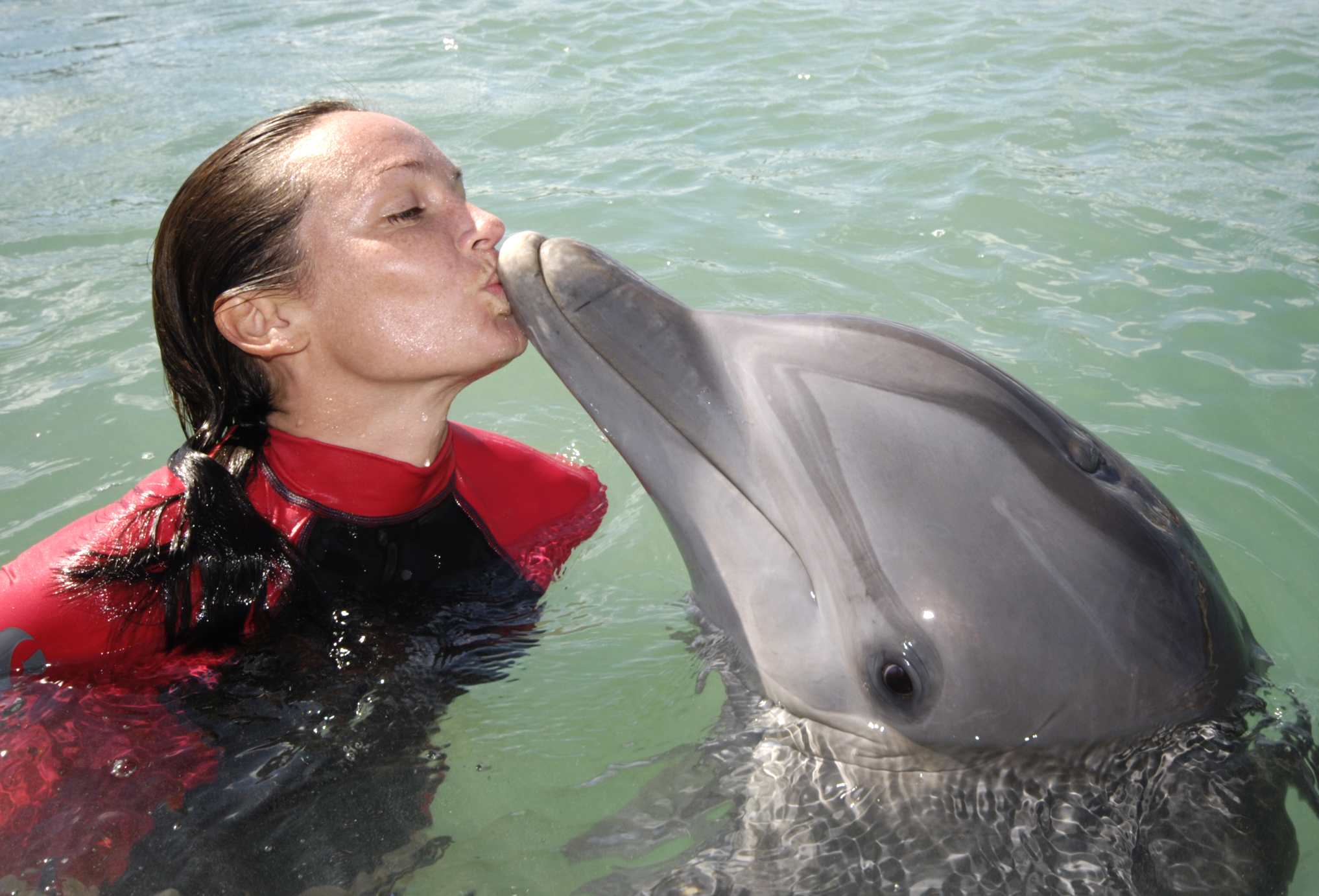 Bahamas dolphin training