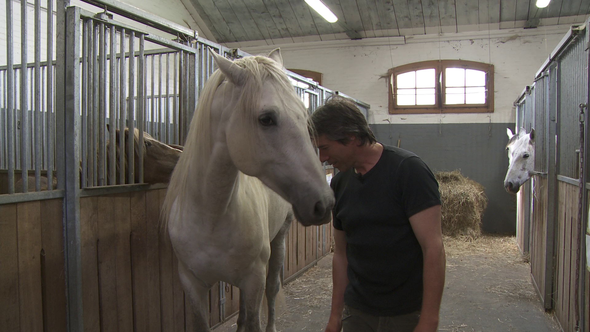 Jean-François Pignon and his Spanish stallion beeing close. The surrounding mares watching the two. Excerpt from Jolanda Ellenberger's documentary 