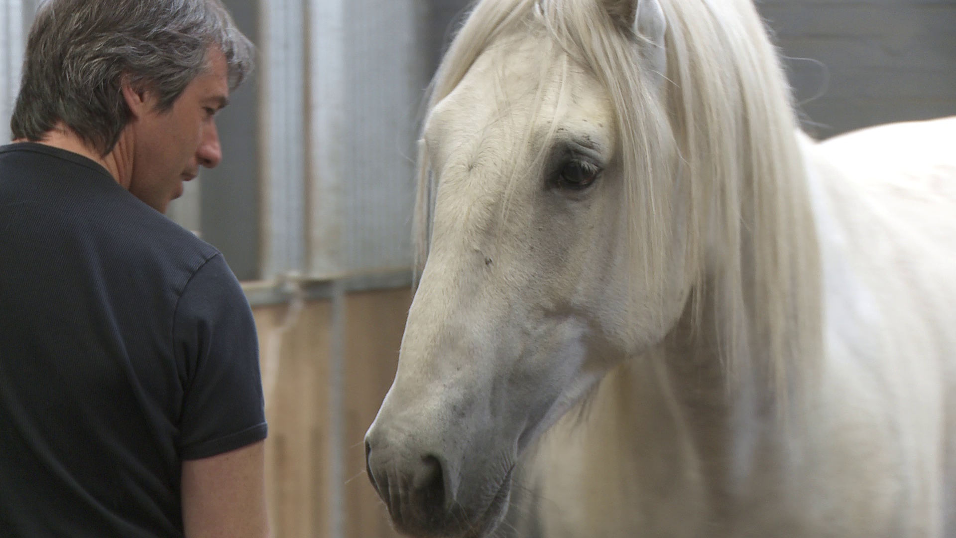 Jean-François Pignon communicates with his Stallion which is concentrated on Pignon despite various mares nearby the stallion. (Excerpt from Jolanda Ellenberger's documentary: 