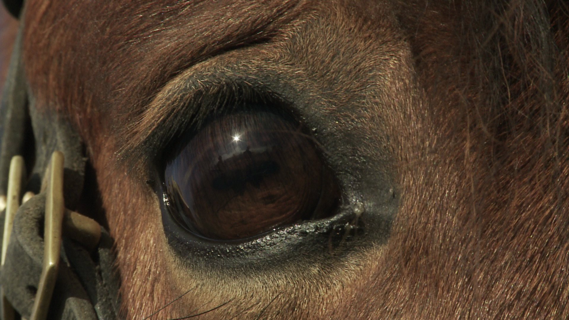 Documentary THE FREEDOM OF THE HEART: Horses are masters in reading gestures.
