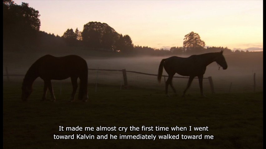 Documentary THE FREEDOM OF THE HEART: Lorrain (Swiss warmblood) and Kalvin (Swiss French Mountain horse) who enjoy doing free dressage. (Horse Owner Evelyne Cattin)
