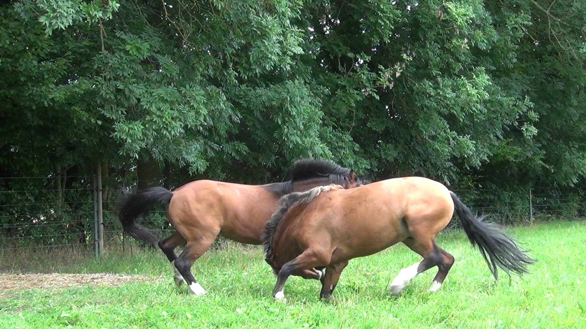 Documentary THE FREEDOM OF THE HEART.Two Swiss French Mountain stallions of the Swiss National Stud fighting for their rank within the stallion herd.