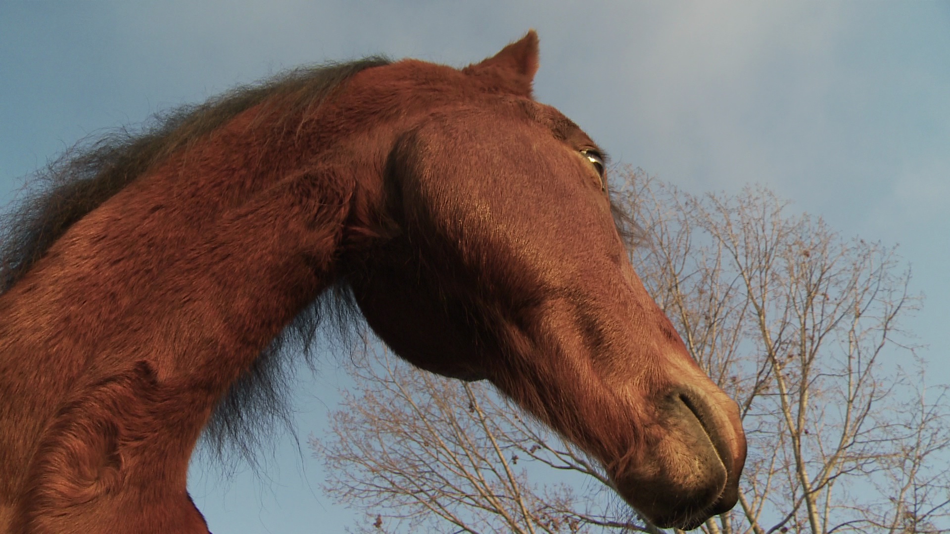Ronny, Sandro Hürzeler's fabulous Swiss French Mountain Horse in the documentary THE FREEDOM OF THE HEART.