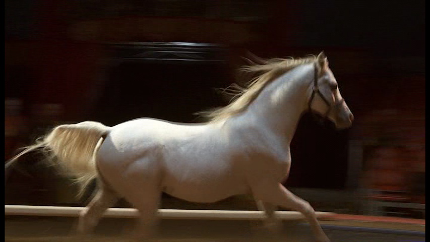 Arabian Stallion of the Swiss National Circus Knie in the Documentary THE FREEDOM OF THE HEART.