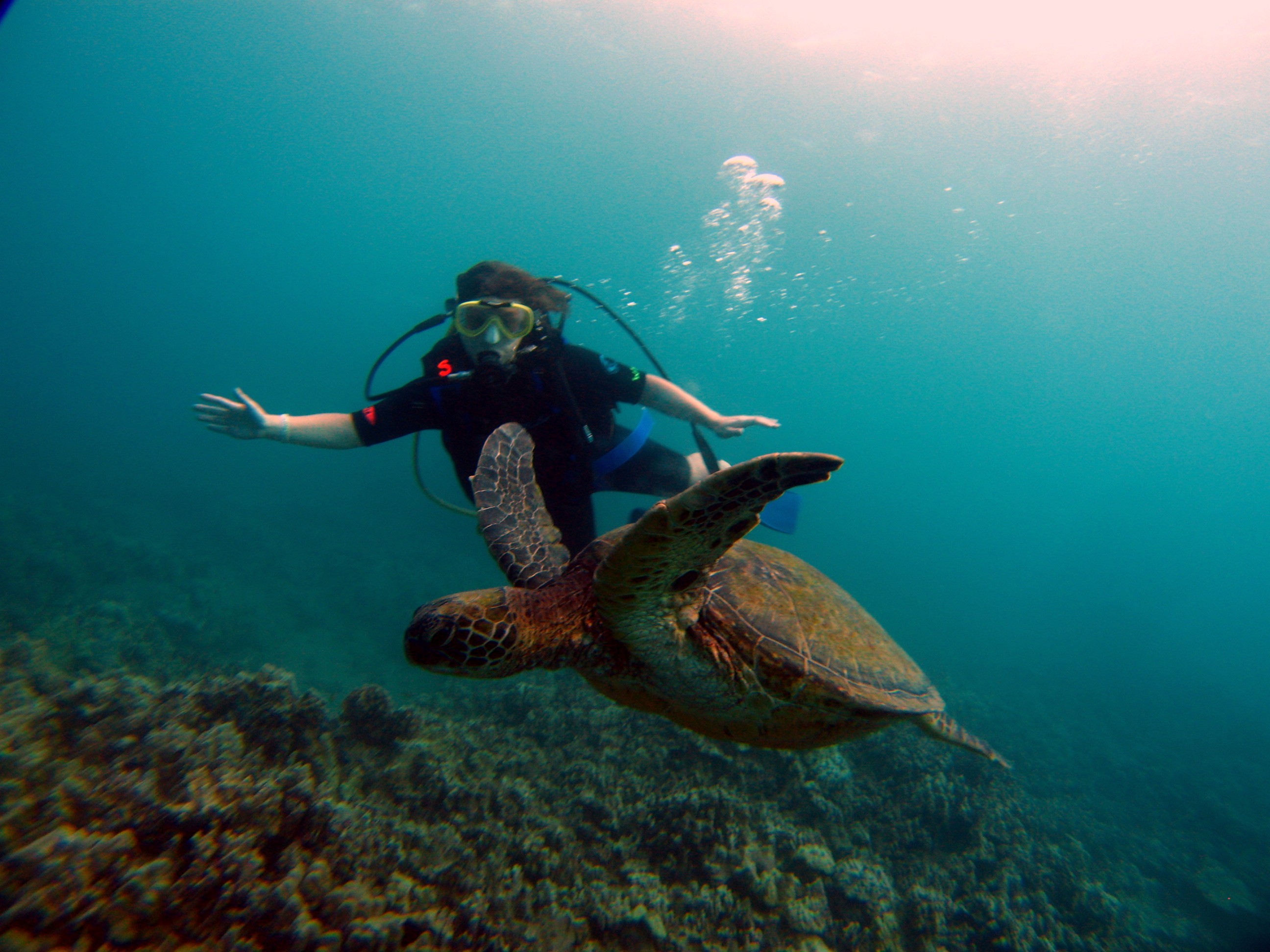 Maui Scuba Diving with a Turtle