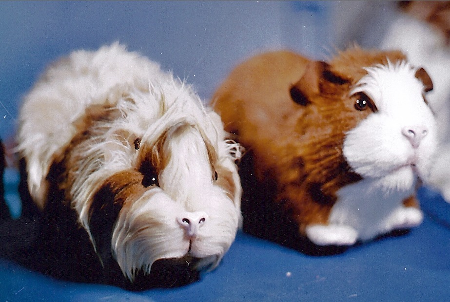 fake guinea pigs for 