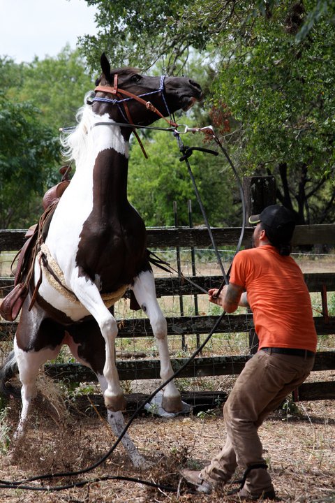 Louis Moncivias working with wild horse.