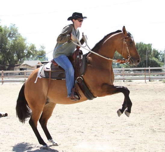 Montana Cowgirl and Heather George Horse Stunt rider/Trainer