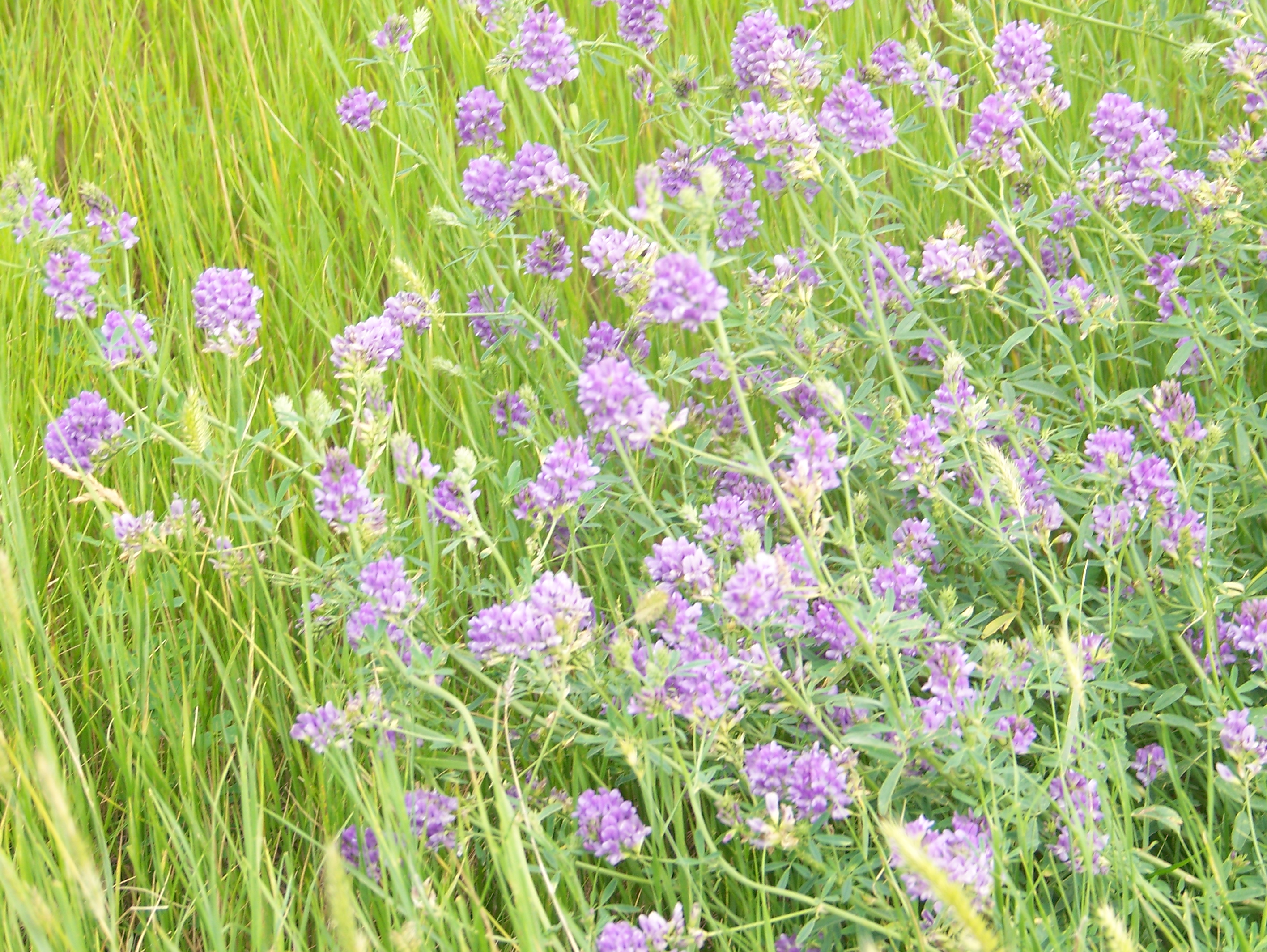 Wildflowers in Harding County, the setting for Where Wildflowers Grow.