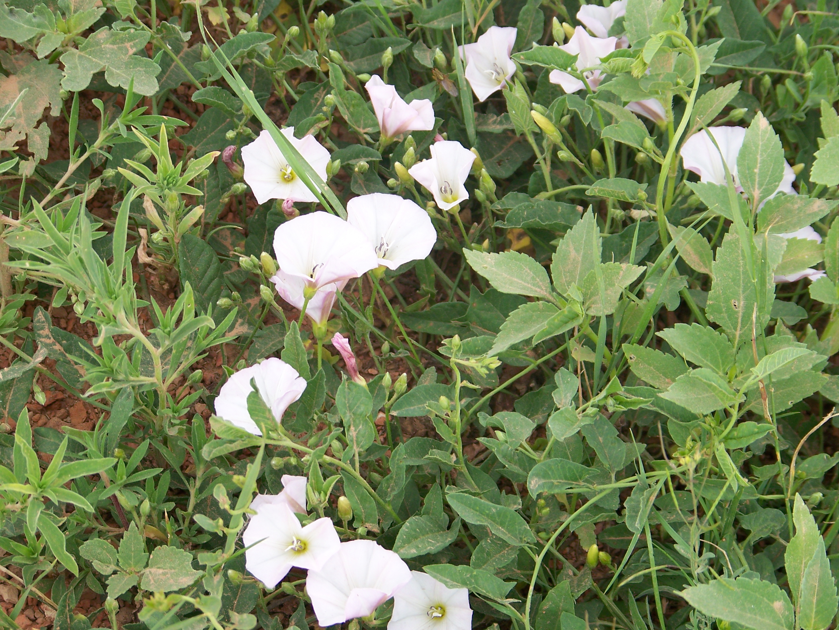 Wildflowers in Harding County