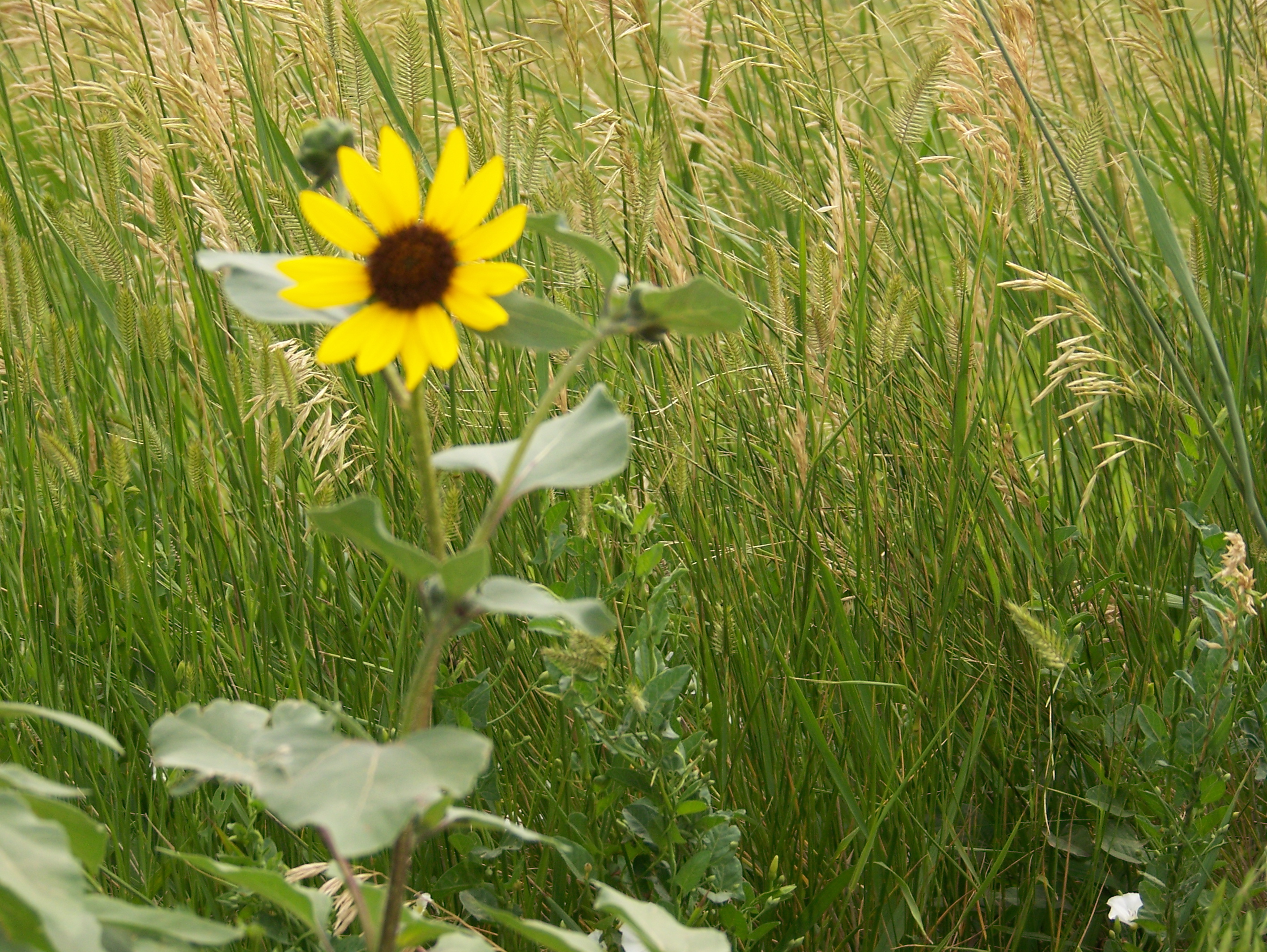 Wildflowers growing in Harding County