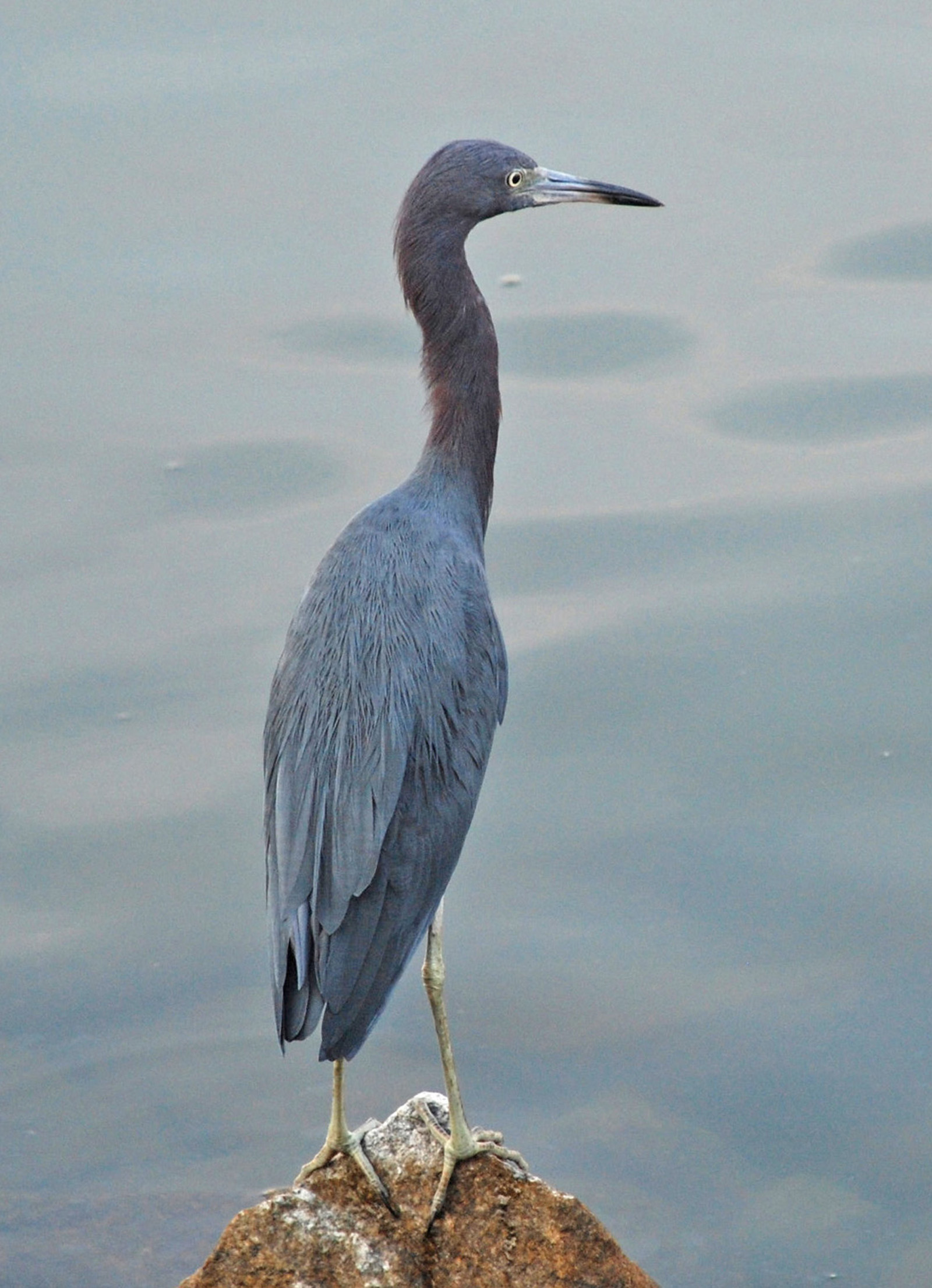 'Blue Heron'