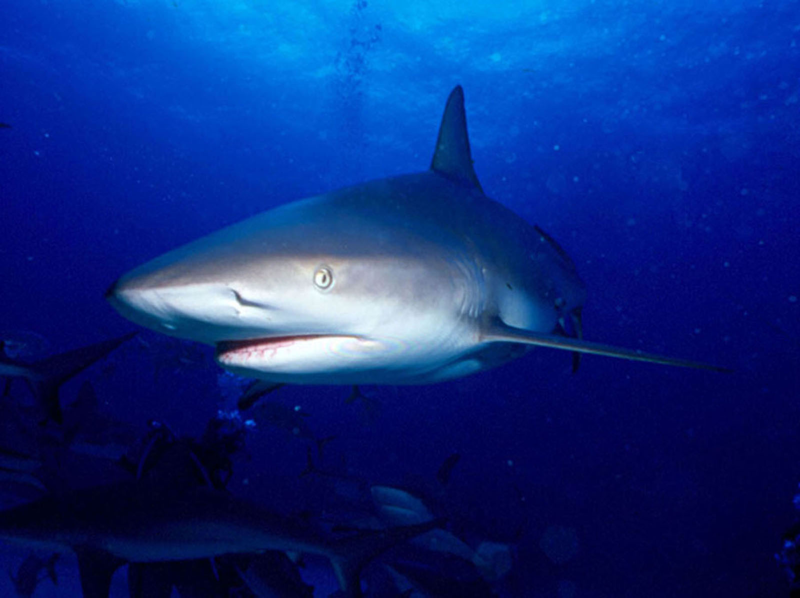 'Caribbean Reef Shark'