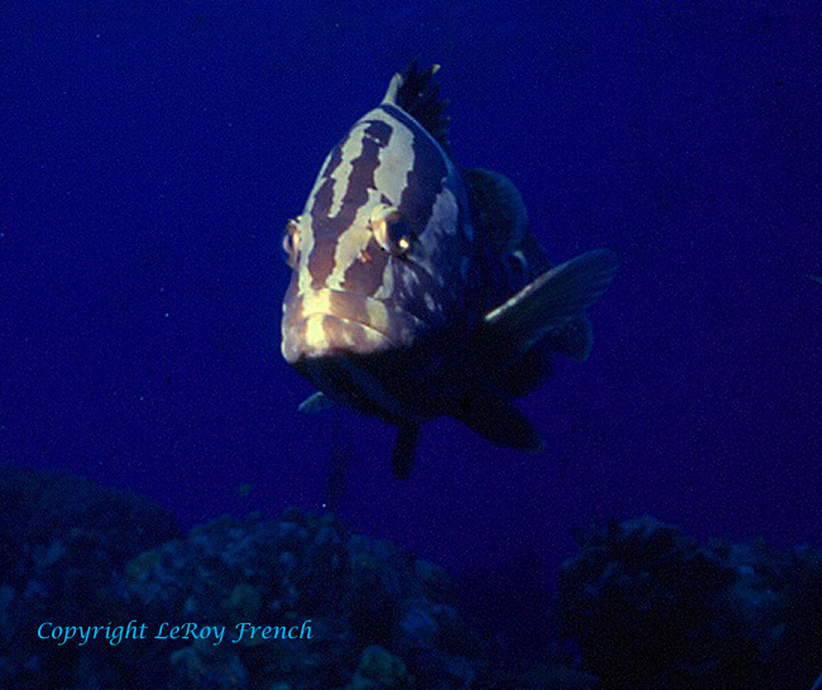 Grouper