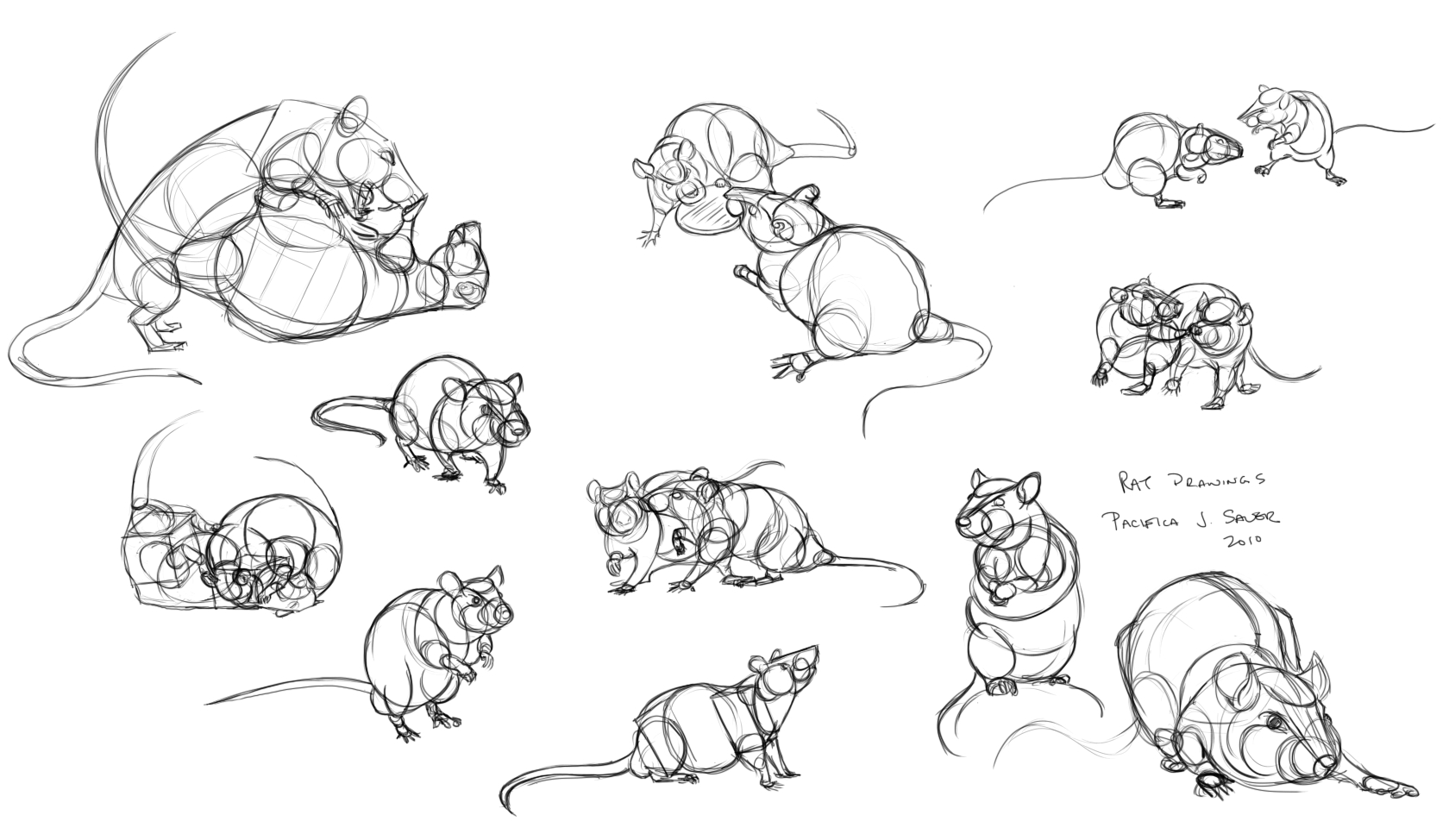 Life drawings of pet rats