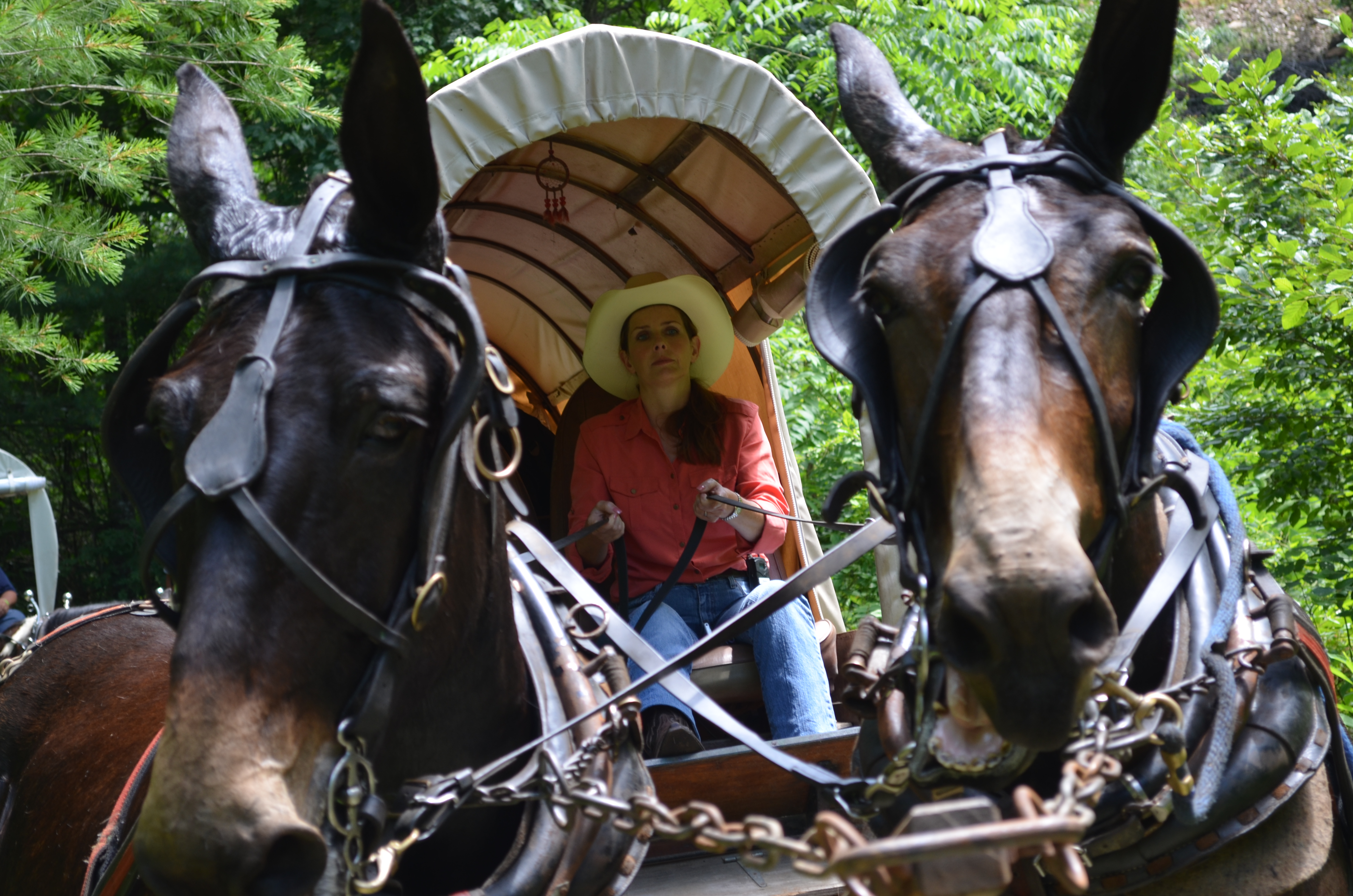 Ann Lukens driving a team on a wagon train while hosting Small Town USA