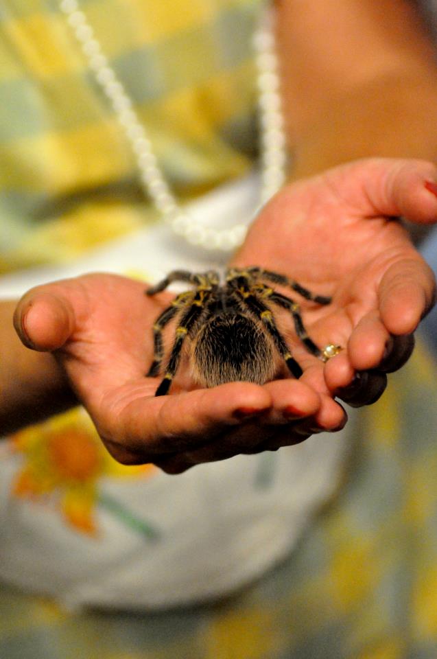 Sidika Larbes holds the Zombie Spider 'Buttercup' from 