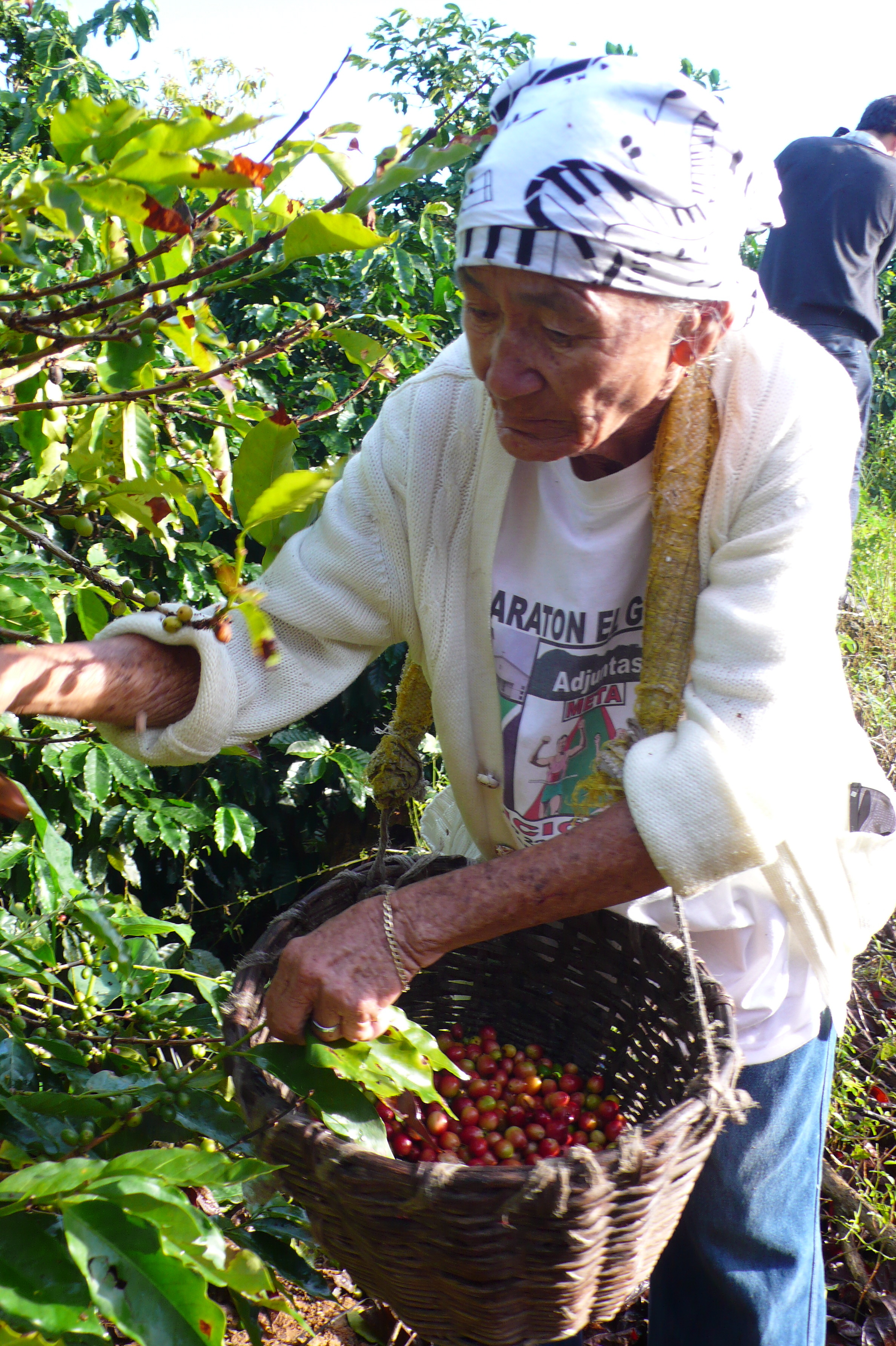 Martina Vazquez still picks coffee at seventy-eight years old. From LAST HARVEST.