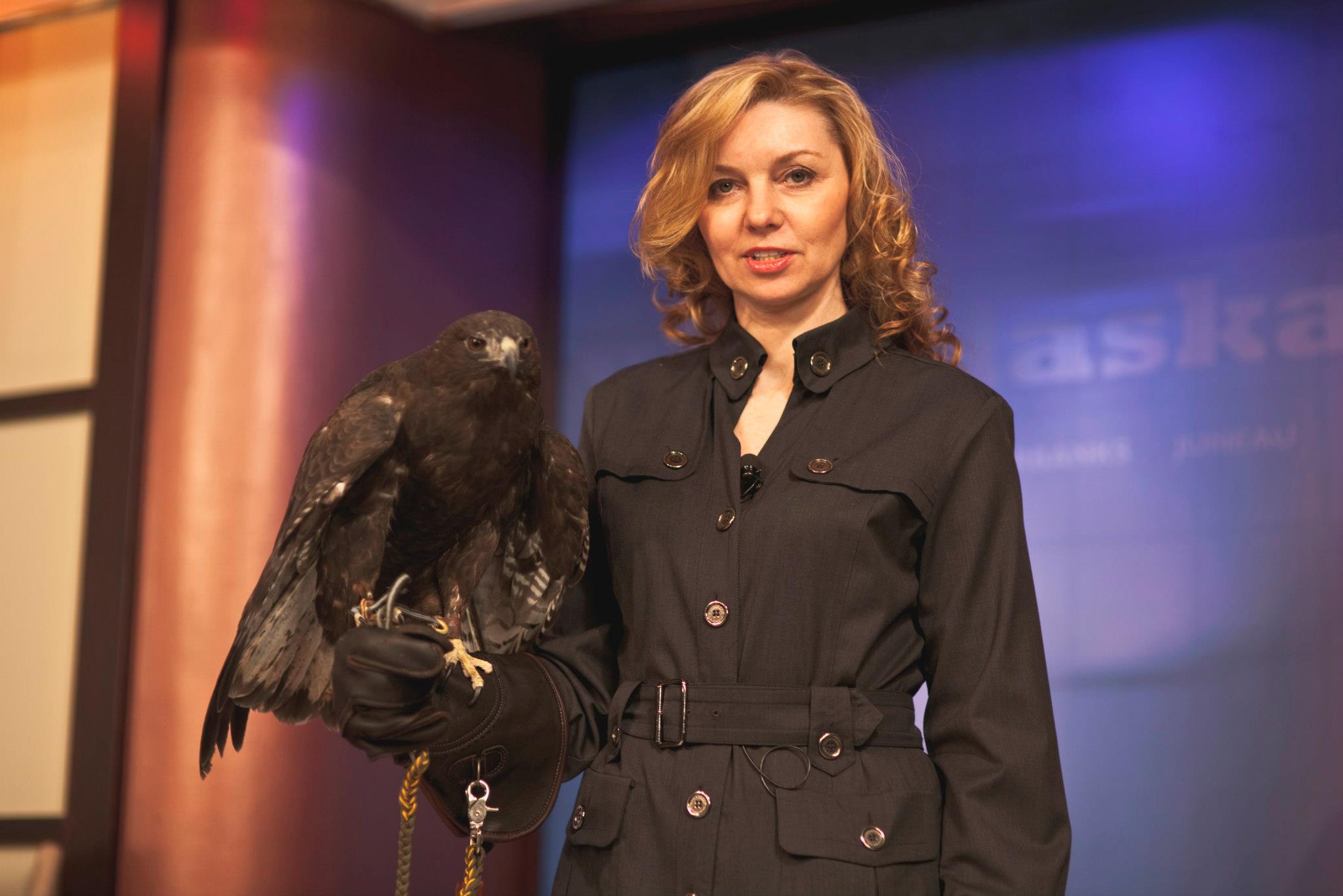 Alaska Political Insider. Natural Resources - Red Tailed Hawk
