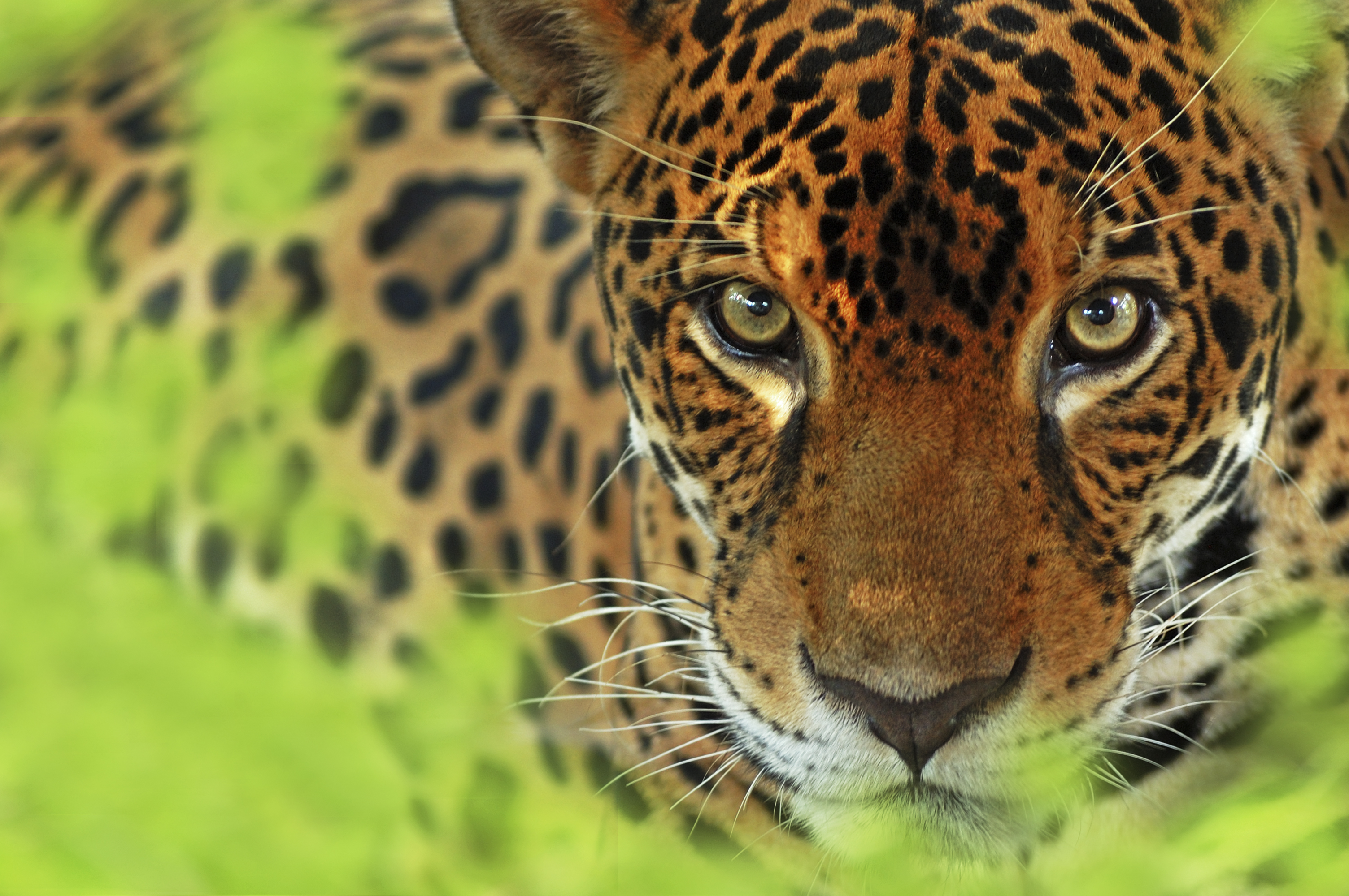 Jaguars 3D in IMAX