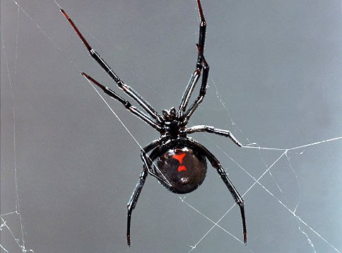 Betty the Black Widow Spider - The world's first trained performing arachnid... Now appearing in The Cursed Man, based on the horror/thriller novel by Keith Rommel